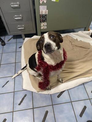 Penelope, Hound / Mixed Breed, young, available for adoption