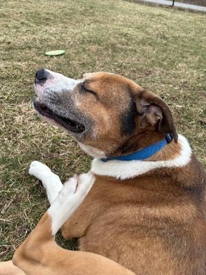 Lou, American Bulldog / Mixed Breed, young, available for adoption