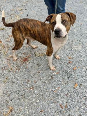 Field, American Bulldog, adult, available for adoption