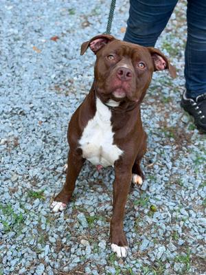 Meathead, American Staffordshire Terrier, adult, available for adoption