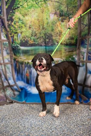 Bloat, Pit Bull Terrier, adult, available for adoption