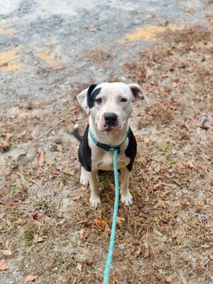 A black and white dog with a green leash standing on a patch of dry grass.
