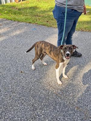 A brindle and white dog on a leash standing on a paved surface, with a person's legs visible in the background.