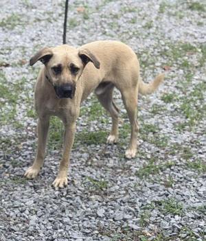 A light brown dog standing on a gravel surface, looking directly at the camera with its ears flopped down and a black leash attached to its collar.