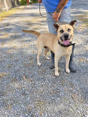 A tan dog with a black collar standing on a gravel surface, being held by a person wearing a blue shirt and gray pants.