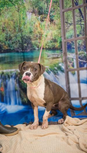 James, American Bulldog, adult, available for adoption