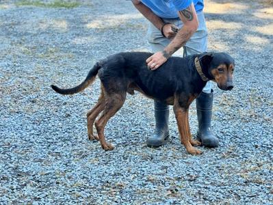 Kujo, Rottweiler, adult, available for adoption