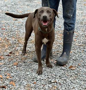 Joker, Labrador Retriever, adult, available for adoption
