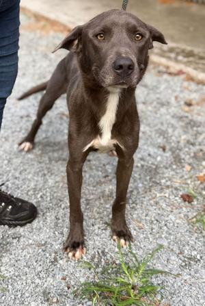Justice, Labrador Retriever, adult, available for adoption