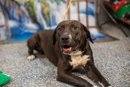 Ace, Black Labrador Retriever, adult, available for adoption