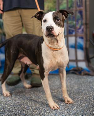 Drax, American Staffordshire Terrier, adult, available for adoption