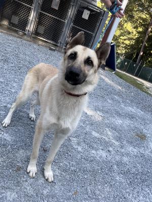 a light-colored dog with pointed ears standing on a gravel surface