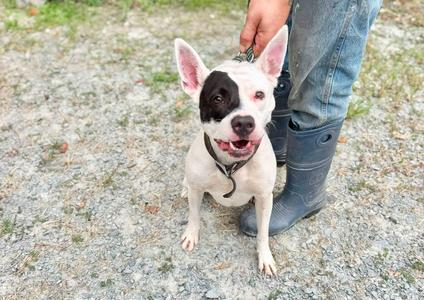 A black and white dog with a happy expression, wearing a collar, sitting on a gravel surface. A person in blue jeans and black boots is standing next to the dog, holding the dog's leash.
