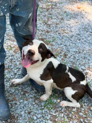 Lawrence, Mixed Breed, adult, available for adoption
