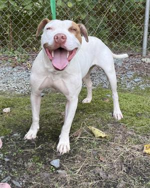 Maggie, American Staffordshire Terrier, adult, available for adoption