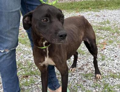 Beatice, Mixed Breed, adult, available for adoption
