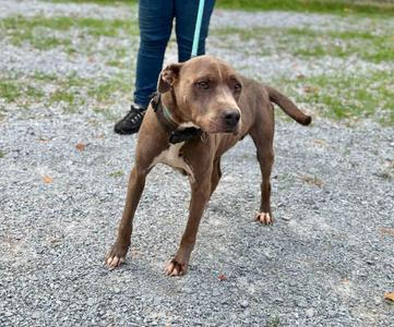 Carla, Mixed Breed, adult, available for adoption