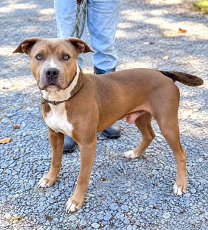 A brown and white dog standing on a gravel surface, wearing a collar and leash, with a person in jeans standing behind it.