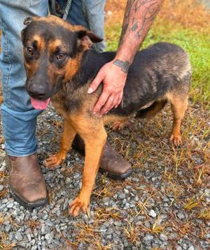 Moose, German Shepherd Dog, adult, available for adoption