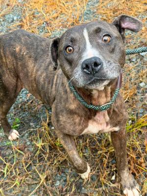 Alle, American Staffordshire Terrier, adult, available for adoption