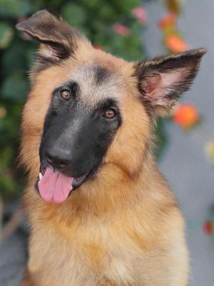 Berlin von Beilingen, German Shepherd Dog, young, available for adoption