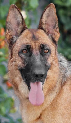 Brandy von Bocholt, German Shepherd Dog, young, available for adoption