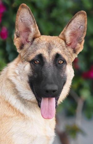 Banjo von Beuren, German Shepherd Dog, puppy, available for adoption