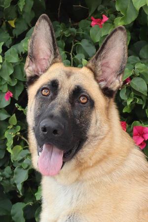 Andy von Alzenau, German Shepherd Dog, young, available for adoption