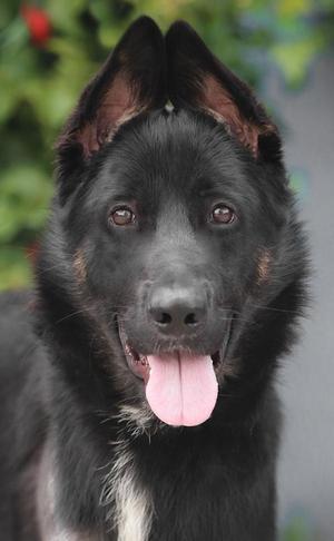 A close-up of a black German Shepherd dog with its tongue hanging out.
