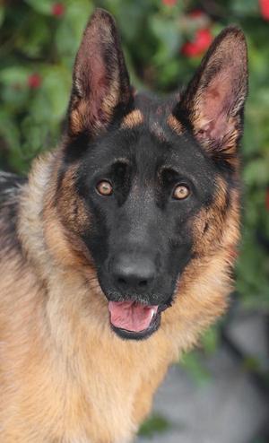Apollo von Artern, German Shepherd Dog, young, available for adoption