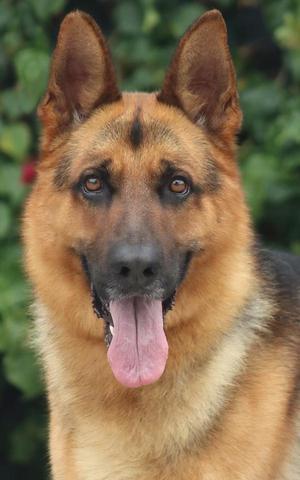 A close-up portrait of a German Shepherd dog with its tongue out, looking directly at the camera. The background is blurred green foliage.