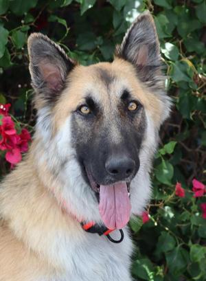 Anakin von Arzfeld, German Shepherd Dog, young, available for adoption