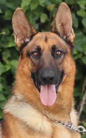 Barkley von Blaustein, German Shepherd Dog, young, available for adoption