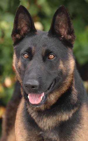 *Zorro von Ziesar, German Shepherd Dog, young, available for adoption