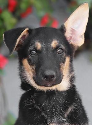 Ariel von Nala, German Shepherd Dog, puppy, available for adoption