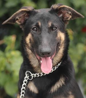 *Kiki von Kandel, German Shepherd Dog, puppy, available for adoption
