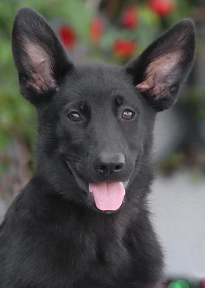 A black puppy with pointed ears and a pink tongue sticking out, looking directly at the camera.