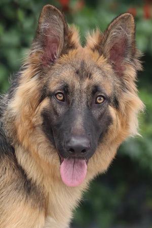 German Shepherd dog with a fluffy coat and alert expression