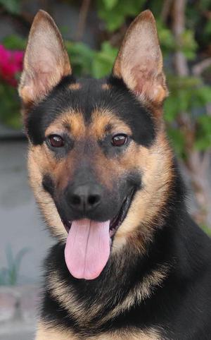 Bishop von Bermel, German Shepherd Dog, young, available for adoption