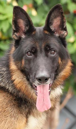 Ace von Achtrup, German Shepherd Dog, young, available for adoption