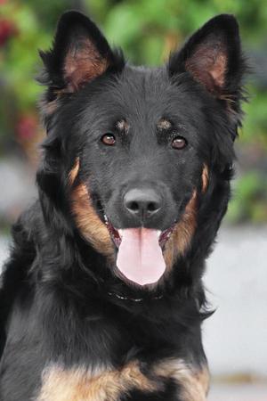 Annie von Ahneby, German Shepherd Dog, young, available for adoption