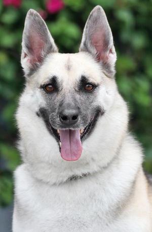 Belle von Itzstedt, German Shepherd Dog, adult, available for adoption