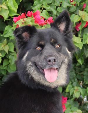 *April von Ahnsen, German Shepherd Dog, young, available for adoption