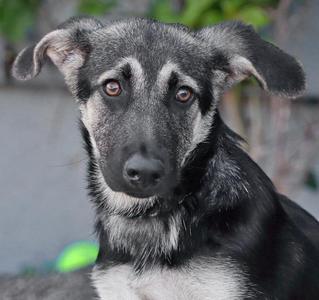 A close-up of a black and gray dog with floppy ears and brown eyes.