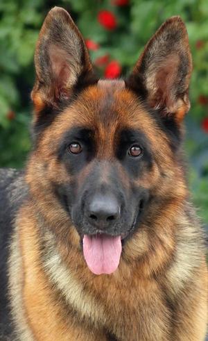 *Vienna von Vierden, German Shepherd Dog, young, available for adoption