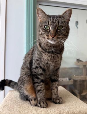 Anita, adult, available for adoption