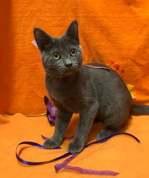 Bubbles (bonded to Blossom), kitten, available for adoption