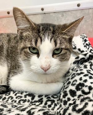 Abby Hoffman, adult, available for adoption