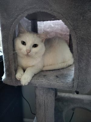 A white cat lying on a gray cat tree