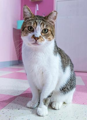 A tabby and white cat sitting on a pink and white checkered floor in a room with pink walls.